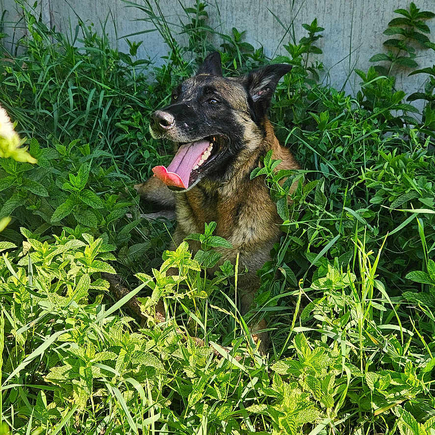 Naka a rejoint le concours — aidez-le/la à gagner de superbes lots ! dog, tongue_out, greenery, plants, flowers, outdoor, nature, summer, shade, concrete_wall, happy, animal, pet, canine, grass, sunlight, relaxing, tongue, fur, garden