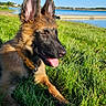 animal, canine, collar, daytime, dog, german_shepherd, grass, greenery, happy, nature, outdoor, pet, playful, puppy, relaxing, sky, sunny, tongue_out, water, young
