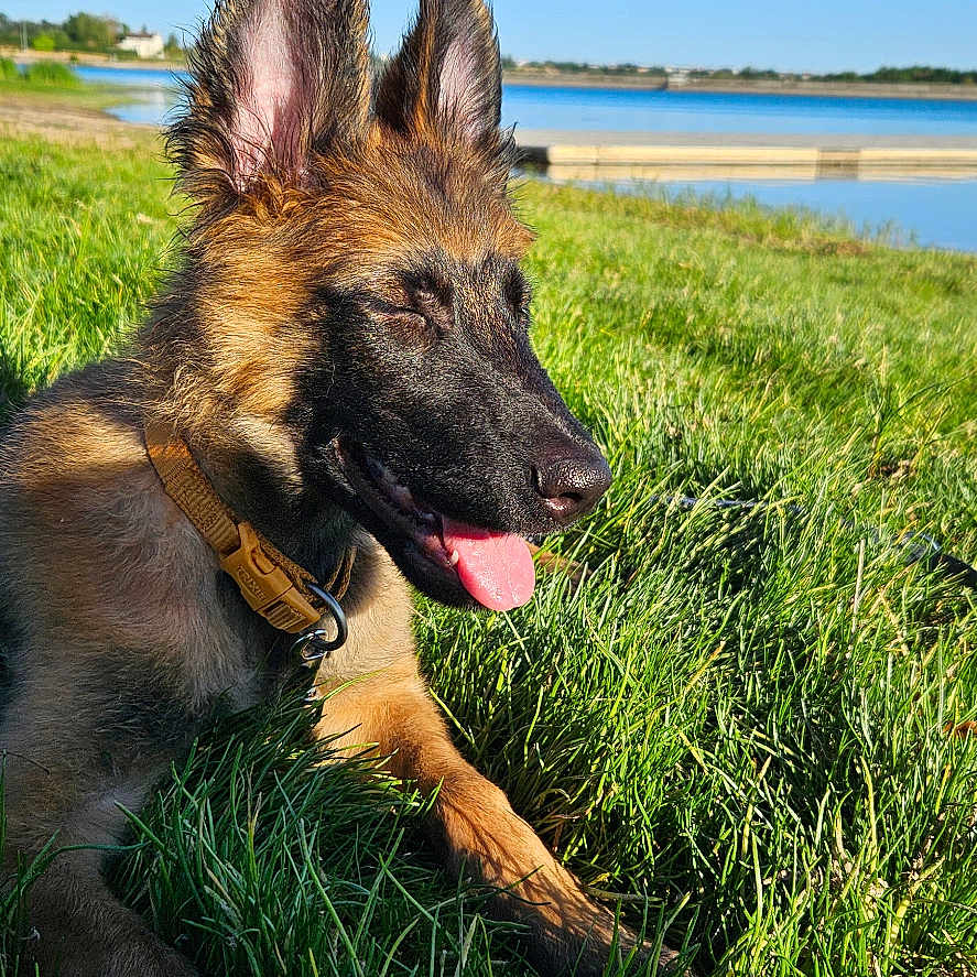 Bloom a rejoint le concours — aidez-le/la à gagner de superbes lots ! dog, german_shepherd, puppy, grass, outdoor, water, sky, sunny, nature, collar, tongue_out, animal, pet, canine, relaxing, daytime, greenery, happy, playful, young