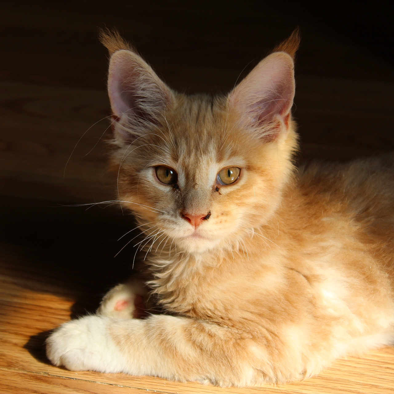 Oliver