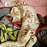 cat, orange_tabby, sleeping, fluffy, paw_pads, blanket, cozy, pet, fur, relaxed, indoor, cute, resting, animal, whiskers, tail, pink, soft, domestic_cat, feline