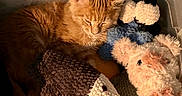 Oliver is registered to the contest to win money with this photo: kitten, cat, stuffed_animals, plush_toys, sleeping, cozy, orange_cat, container, soft_light, indoor, cute, pet, feline, resting, warm, fur, animal, toy, snuggling, relaxed