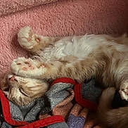 Oliver joined the competition — help win amazing prizes! cat, sleeping, paws, orange_cat, white_fur, fluffy, blanket, pink_blanket, cozy, resting, cute, pet, domestic_cat, feline, soft_texture, indoor, relaxed, animal, fur, paw_pads