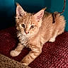 Oliver is registered to the contest to win money with this photo: kitten, cat, orange_tabby, fur, paws, whiskers, ears, toy, string, curious, indoor, pet, animal, closeup, texture, maroon, teal, playful, young, cute