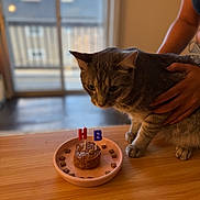 Nola joined the competition — help win amazing prizes! cat, birthday, cake, candles, treats, table, wooden_table, indoor, person, hand, pet, animal, curious, gray_cat, celebration, food, small_cake, window, natural_light, cozy