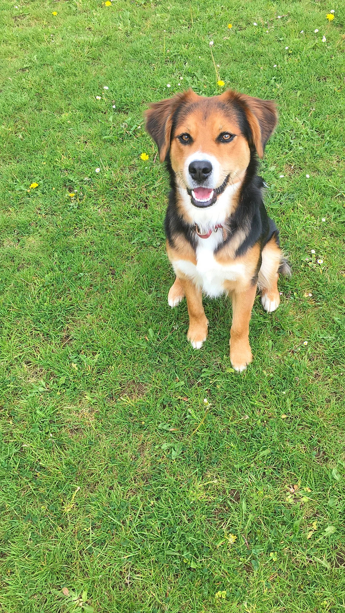 Piña a rejoint le concours — aidez-le/la à gagner de superbes lots ! appenzeller_sennenhund, australian_shepherd, austrian_pinscher, basque_shepherd_dog, canidae, carnivore, companion_dog, dog, dog_breed, english_shepherd, grass, mammal, puppy, rare_breed_dog, small_greek_domestic_dog, sporting_group, vertebrate, welsh_sheepdog, working_dog