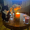 Athena joined the competition — help win amazing prizes! cat, black_and_white, candle, flowers, vase, table, wooden_floor, glass, drink, bottle, living_room, cabinet, television, hands, heart_shape, dim_lighting, cozy, pet, indoor, furniture