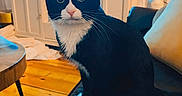 Athena is registered to the contest to win money with this photo: cat, tuxedo_cat, black_and_white, pet, indoor, living_room, couch, leather, wooden_floor, table, television, vase, flowers, plant, home_decor, furniture, curtains, domestic_animal, animal, sitting