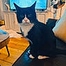 cat, tuxedo_cat, black_and_white, pet, indoor, living_room, couch, leather, wooden_floor, table, television, vase, flowers, plant, home_decor, furniture, curtains, domestic_animal, animal, sitting