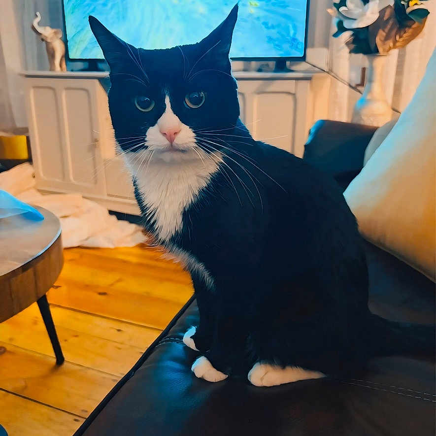 Athena is registered to the contest to win money with this photo: cat, tuxedo_cat, black_and_white, pet, indoor, living_room, couch, leather, wooden_floor, table, television, vase, flowers, plant, home_decor, furniture, curtains, domestic_animal, animal, sitting