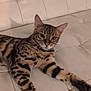 animal, bengal_cat, cat, closeup, couch, domestic_animal, ears, eyes, feline, fur_pattern, furniture, indoor, leather, mammal, paw, pet, relaxed, resting, striped, whiskers