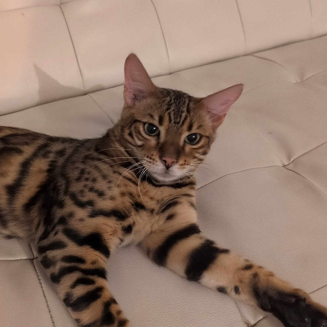 Luky a rejoint le concours — aidez-le/la à gagner de superbes lots ! animal, bengal_cat, cat, closeup, couch, domestic_animal, ears, eyes, feline, fur_pattern, furniture, indoor, leather, mammal, paw, pet, relaxed, resting, striped, whiskers