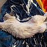 Princess Aspen Boots joined the competition — help win amazing prizes! cat, fluffy, stretching, blue_blanket, white_pattern, indoor, relaxed, feline, pet, cozy, soft, cream_color, fur, sleeping_position, household, fabric, food_package, container, animal, resting