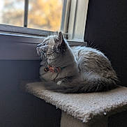 Princess Aspen Boots is registered to the contest to win money with this photo: cat, window, indoor, pet, fur, collar, perch, looking, side_view, resting, cozy, soft_light, animal, domestic_cat, feline, whiskers, ears, tail, quiet, peaceful