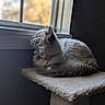 cat, window, indoor, pet, fur, collar, perch, looking, side_view, resting, cozy, soft_light, animal, domestic_cat, feline, whiskers, ears, tail, quiet, peaceful