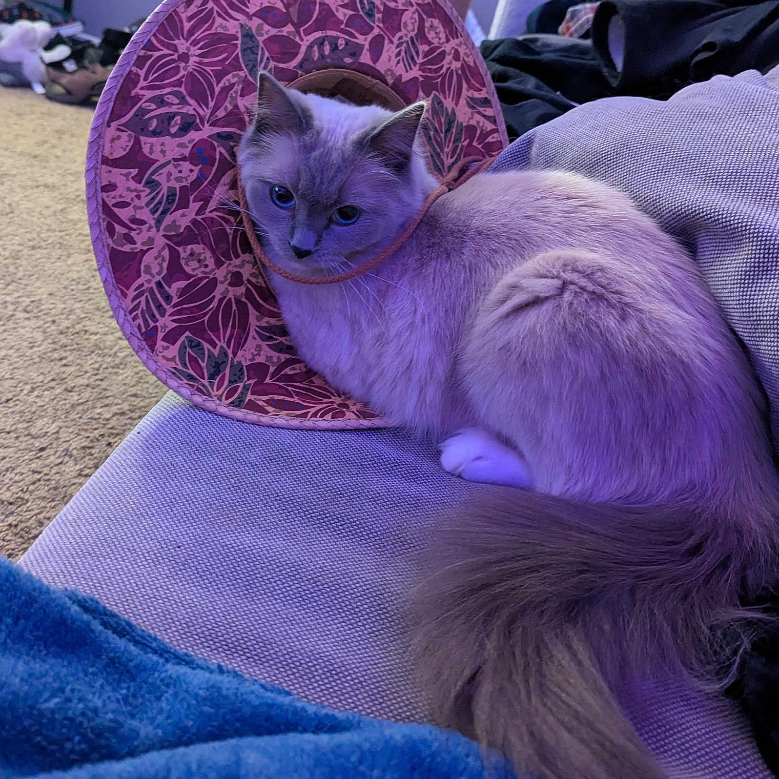 Princess Aspen Boots is registered to the contest to win money with this photo: cat, cone_collar, fluffy, indoor, couch, pet, animal, purple_lighting, curious, relaxed, furniture, tail, patterned, colorful, cozy, resting, close_up, soft_fur, domestic_animal, household