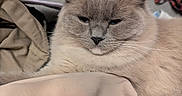 Princess Aspen Boots is registered to the contest to win money with this photo: cat, fluffy, gray_cat, animal, pet, indoor, clothes, fabric, plaid, red, relaxed, feline, whiskers, ears, face, fur, resting, cozy, domestic, closeup