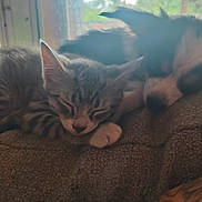 Jersey joined the competition — help win amazing prizes! kitten, puppy, sleeping, couch, indoor, pet, furry, closeup, cozy, nap, tabby, dog, companion, relaxing, window, soft_light, animal, domestic, friendship, resting