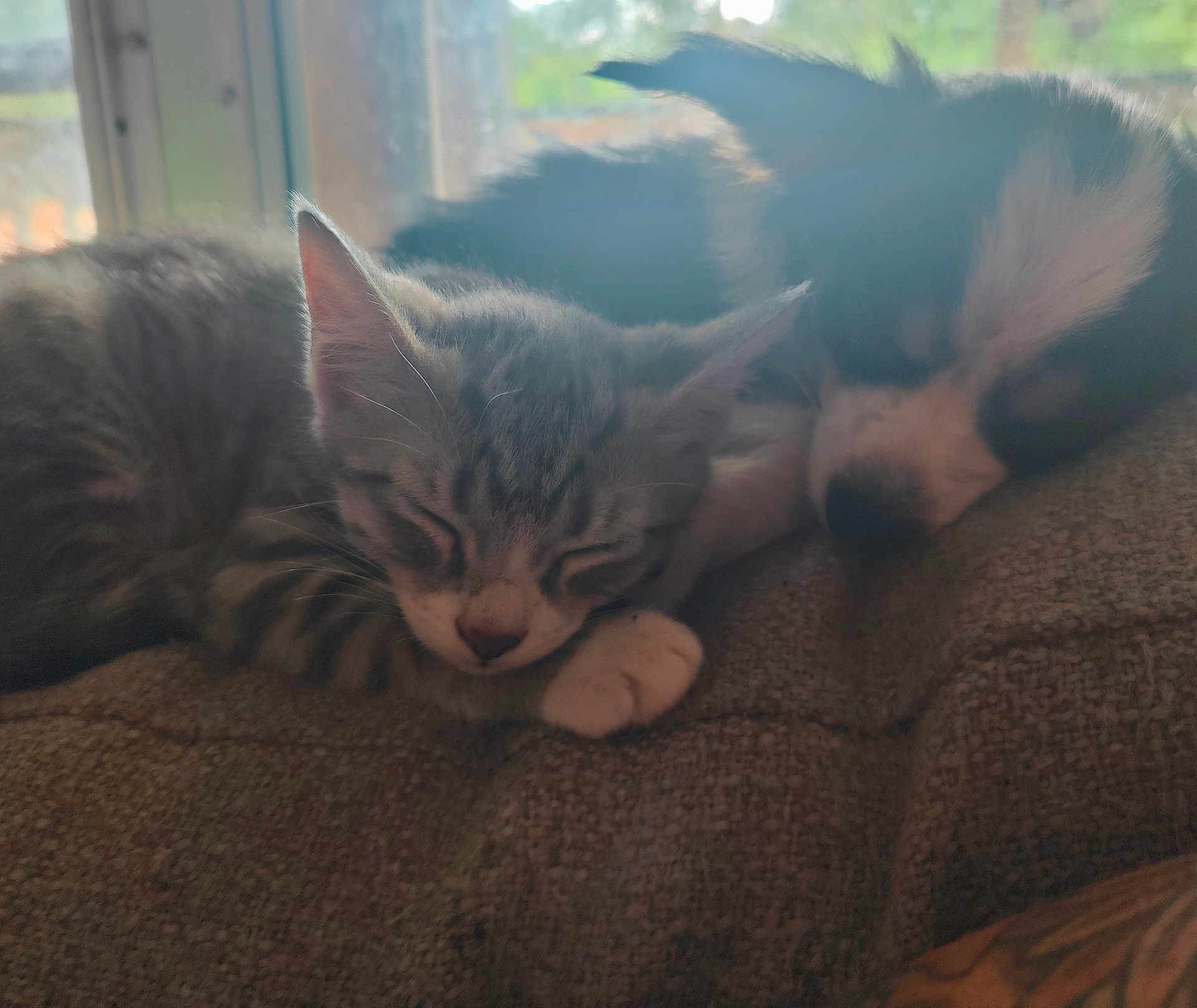 Jersey joined the competition — help win amazing prizes! kitten, puppy, sleeping, couch, indoor, pet, furry, closeup, cozy, nap, tabby, dog, companion, relaxing, window, soft_light, animal, domestic, friendship, resting