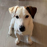 Lucky participe au concours pour gagner de l'argent avec cette photo : dog, white_dog, brown_ear, pet, animal, floor, wooden_floor, indoor, looking_up, sitting, cute, canine, ears, paw, nose, fur, domestic_animal, companion, adorable, friendly