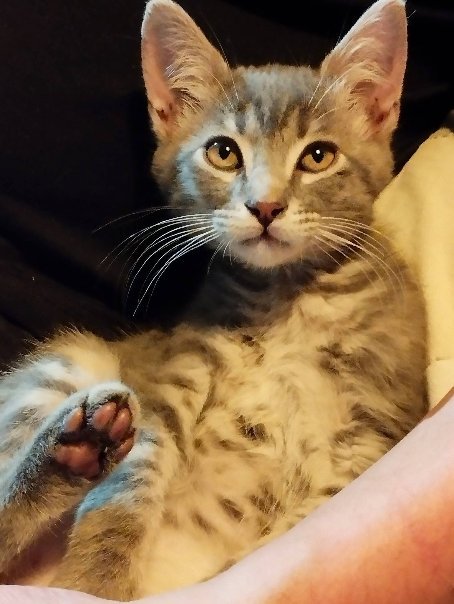 Lilou a rejoint le concours — aidez-le/la à gagner de superbes lots ! carnivore, cat, claw, comfort, domestic_short_haired_cat, ear, fawn, felidae, foot, fur, gesture, nail, paw, photo_caption, small_to_medium_sized_cats, snout, tail, whiskers, wildlife