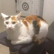 Maya participe au concours pour gagner de l'argent avec cette photo : cat, calico_cat, indoor, pet, feline, animal, curious, platform, couch, living_room, tile_floor, household, whiskers, ears, fur, sitting, closeup, domestic_animal, home, resting