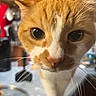 cat, close_up, orange_cat, white_cat, whiskers, indoor, curious, pet, animal, feline, face, eyes, nose, fur, portrait, domestic_cat, looking, close, cute, mammal