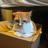 Mr. Meowasocky joined the competition — help win amazing prizes! cat, ginger_cat, white_cat, cardboard_box, indoor, pet, feline, animal, relaxed, sitting, cozy, fur, whiskers, ears, closeup, portrait, home, cute, domestic_cat, box