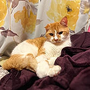 Mr. Meowasocky is registered to the contest to win money with this photo: cat, orange_cat, white_cat, pet, animal, indoor, blanket, fabric, curtain, floral_pattern, relaxed, resting, fur, whiskers, ears, paws, cute, feline, cozy, domestic