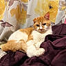 cat, orange_cat, white_cat, pet, animal, indoor, blanket, fabric, curtain, floral_pattern, relaxed, resting, fur, whiskers, ears, paws, cute, feline, cozy, domestic