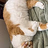Mr. Meowasocky joined the competition — help win amazing prizes! cat, orange_and_white, feline, pet, indoor, resting, towel, lazy, cozy, fur, animal, cute, domestic, relaxed, laying_down, whiskers, ears, paws, floor, sideways_glance