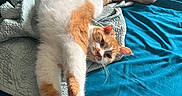 Mr. Meowasocky joined the competition — help win amazing prizes! cat, orange_and_white_cat, pet, bed, blanket, quilt, feline, stretching, relaxed, indoor, fur, whiskers, paw, tail, sleepy, cozy, domestic_animal, cute, animal, resting