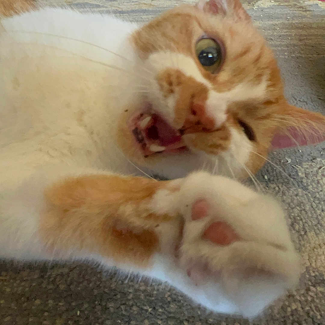 Mr. Meowasocky