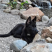 Arthur Fonzarelli joined the competition — help win amazing prizes! dog, black_dog, puppy, outdoor, rocks, waterfall, gravel, plant, nature, pet, collar, landscape, water, pond, small_waterfall, canine, animal, resting, alert, garden
