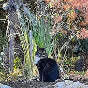 Shady Mccoy- Shady joined the competition — help win amazing prizes! cat, animal, outdoor, garden, plants, rocks, nature, greenery, tree, bush, fur, pet, wildlife, flora, mammal, sitting, curious, daylight, leaves, trunk