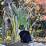 cat, animal, outdoor, garden, plants, rocks, nature, greenery, tree, bush, fur, pet, wildlife, flora, mammal, sitting, curious, daylight, leaves, trunk