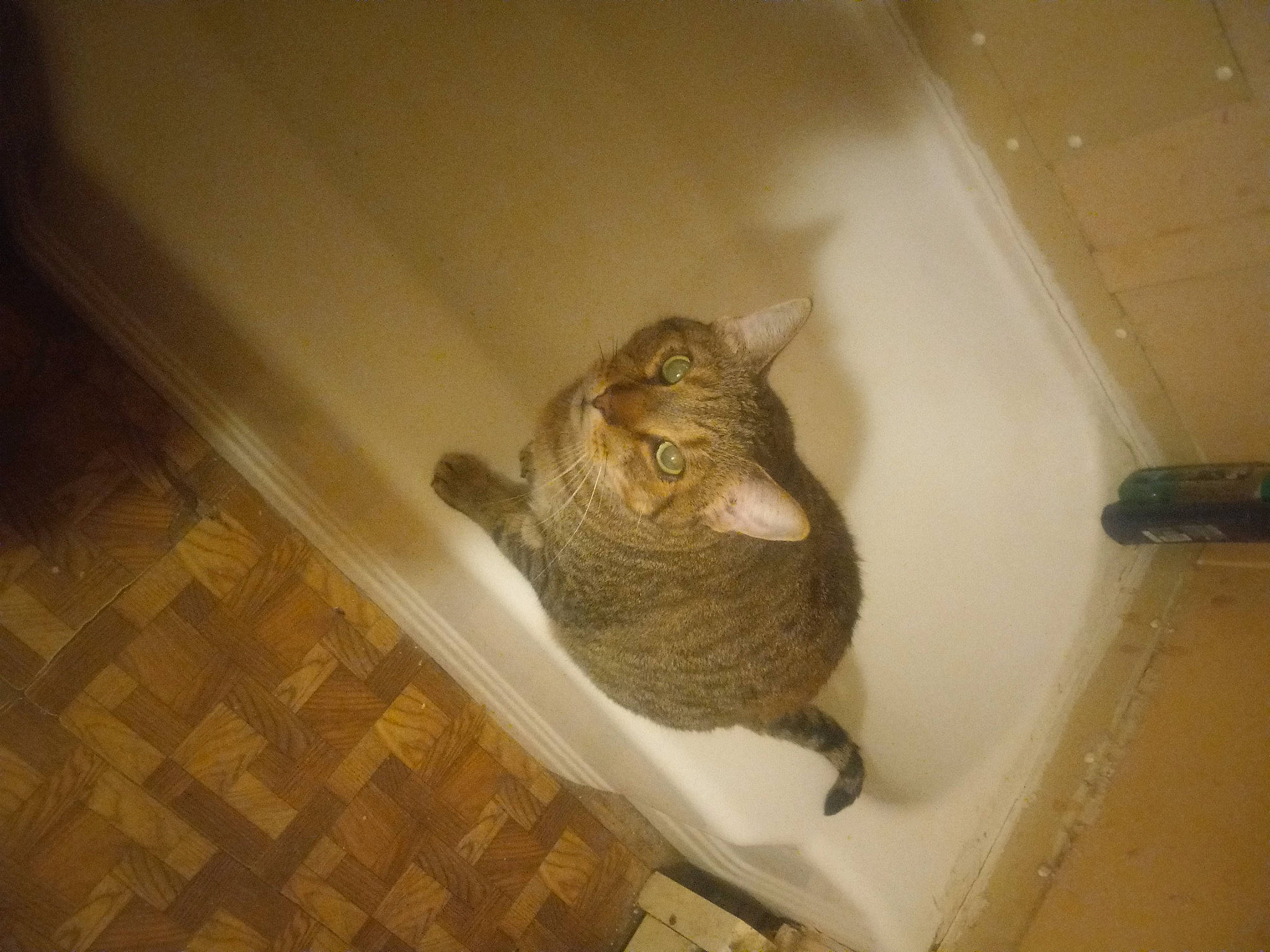 Tiger joined the competition — help win amazing prizes! bathroom, bathtub, bird, brown, cat, domestic_short_haired_cat, felidae, flooring, fur, hardwood, pet_supply, plumbing, plumbing_fixture, room, small_to_medium_sized_cats, tail, whiskers, wood