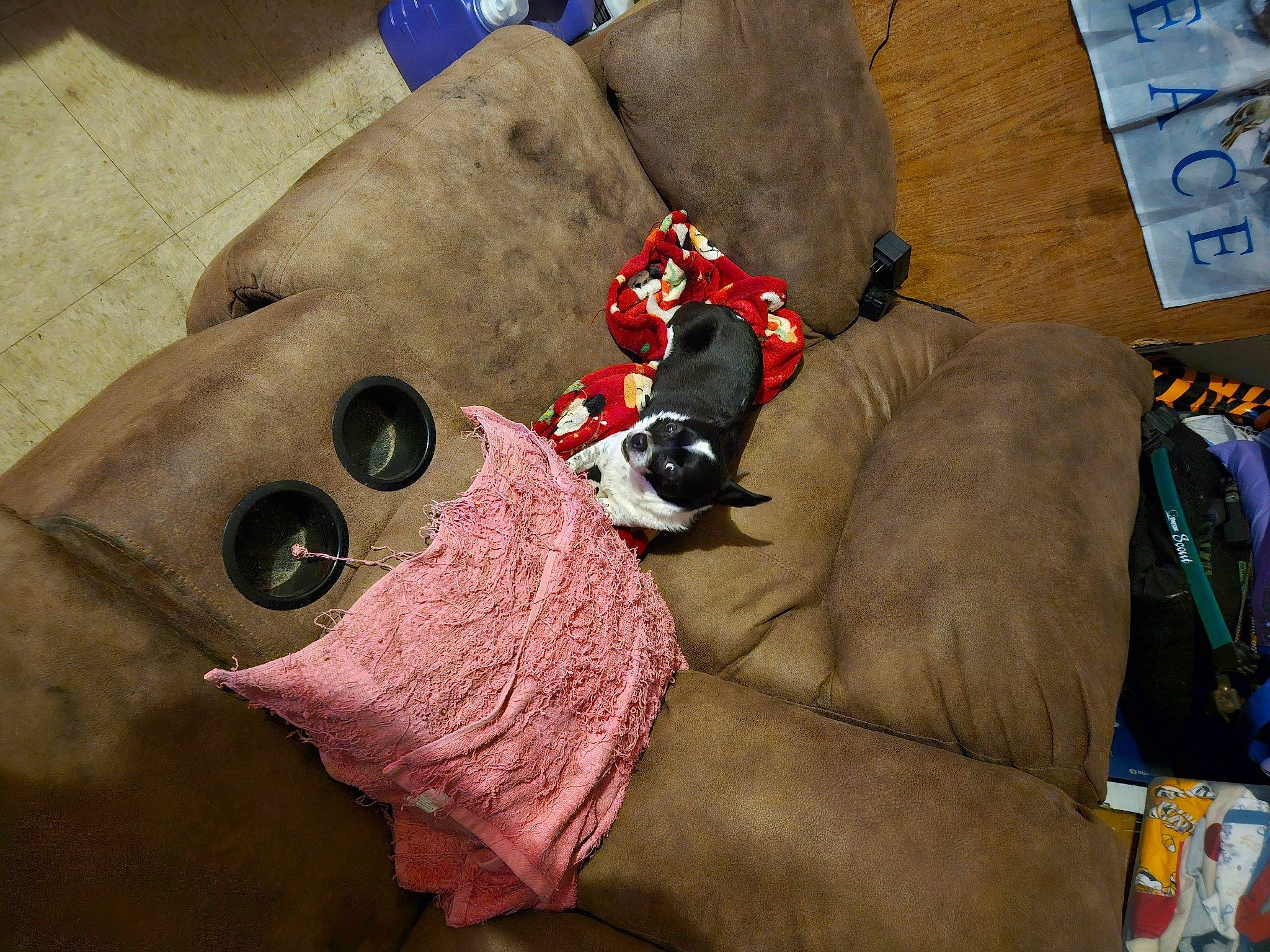 Oreo joined the competition — help win amazing prizes! canidae, carmine, carnivore, comfort, companion_dog, couch, dog_breed, fawn, felidae, fur, linens, mammal, plush, room, sporting_group, stuffed_toy, textile, toy, vertebrate, working_animal