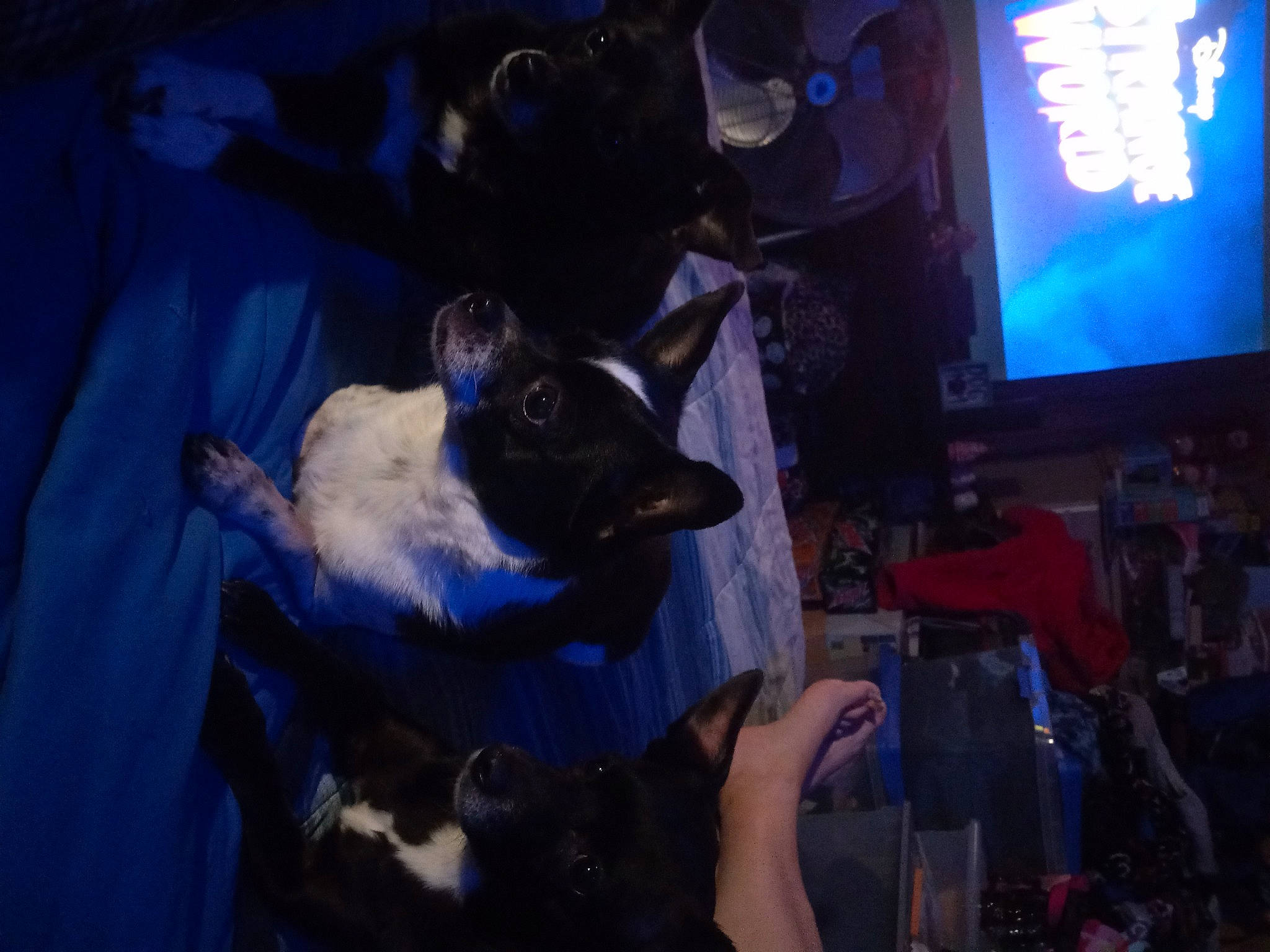 Oreo is registered to the contest to win money with this photo: canidae, carnivore, companion_dog, dog, dog_breed, electric_blue, entertainment, event, felidae, fictional_character, fun, fur, guard_dog, magenta, night, non_sporting_group, purple, small_to_medium_sized_cats, t_shirt, toy_dog