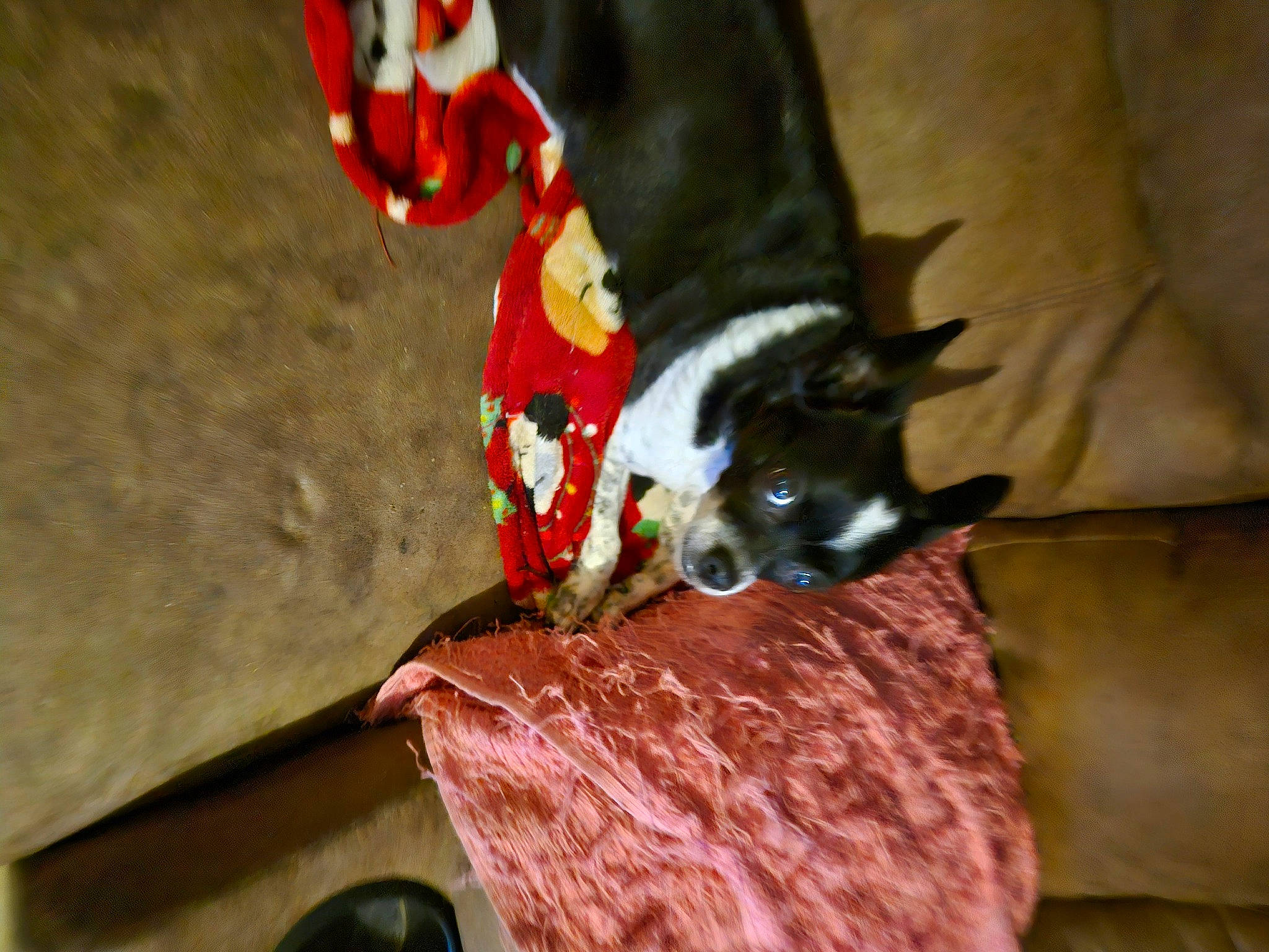 Oreo is registered to the contest to win money with this photo: canidae, carmine, carnivore, claw, comfort, companion_dog, dog, dog_breed, dog_supply, fawn, felidae, foot, fur, human_leg, small_to_medium_sized_cats, snout, sporting_group, tail, whiskers, working_animal