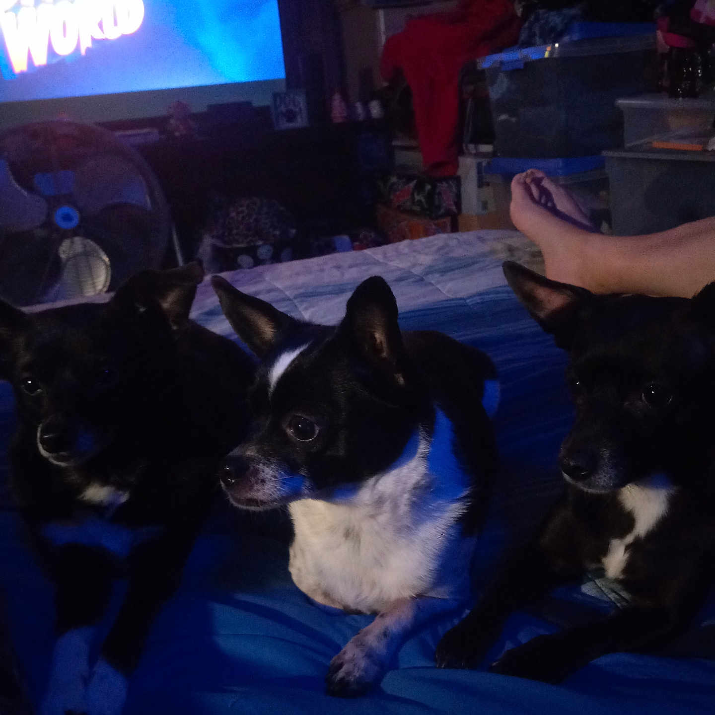 Oreo Musketeers is registered to the contest to win money with this photo: accessories, adult, animal, baby, bag, canine, computerhardware, couch, dog, electronics, furniture, handbag, hardware, male, man, monitor, person, pet, screen, tv