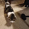 animal, cat, curious, domestic_cat, ears, floor, furniture_leg, home, indoor, light, pet, shadow, shadow_play, tabby_cat, tail, tiled_floor, walking, wheel, whiskers, white_markings