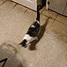 animal, appliance, black_and_white, blur, cabinet, cat, door, feline, floor, home, indoor, kitchen, motion, motion_blur, old, pet, shadow, tail, tile, walking