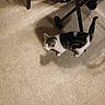 animal, cat, curious, domestic, floor, floor_tile, furniture, household, indoor, light, pet, shadow, shadow_cast, side_view, stroller, tabby, tile, walking, wheel, white_fur