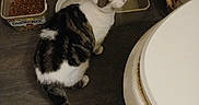Misschive is registered to the contest to win money with this photo: animal, bathroom, cat, container, curious, dirty, domestic, feline, floor, food_container, gray, indoor, looking_up, old, pet, plastic, striped, toilet, water_container, white