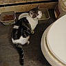 animal, bathroom, cat, container, curious, dirty, domestic, feline, floor, food_container, gray, indoor, looking_up, old, pet, plastic, striped, toilet, water_container, white