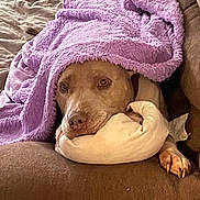 Skye joined the competition — help win amazing prizes! dog, blanket, couch, pillow, brown, purple, cozy, resting, snuggled, pet, indoor, fur, paw, relaxed, comfort, animal, canine, home, soft, lazy