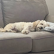 Grace is registered to the contest to win money with this photo: blanket, calm, canine, comfort, couch, cozy, curtains, dog, domestic_animal, fur, furniture, gray, home, indoor, living_room, nap, pet, relaxing, resting, sleeping