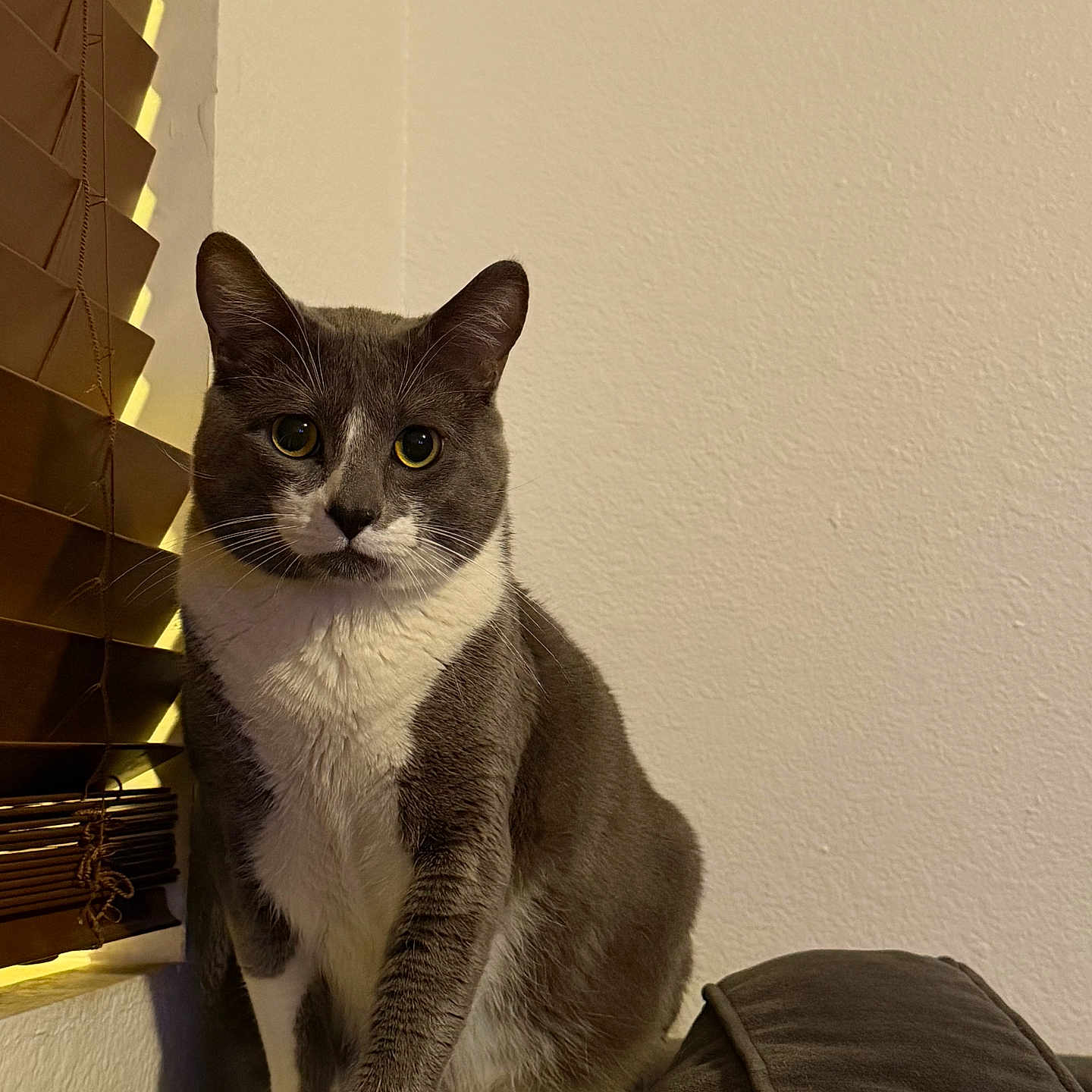 Baby joined the competition — help win amazing prizes! animal, cat, couch, cozy, curious, domestic, feline, fur, furniture, gray_cat, home, indoor, looking, pet, portrait, sitting, sofa, whiskers, white_cat, window_blind