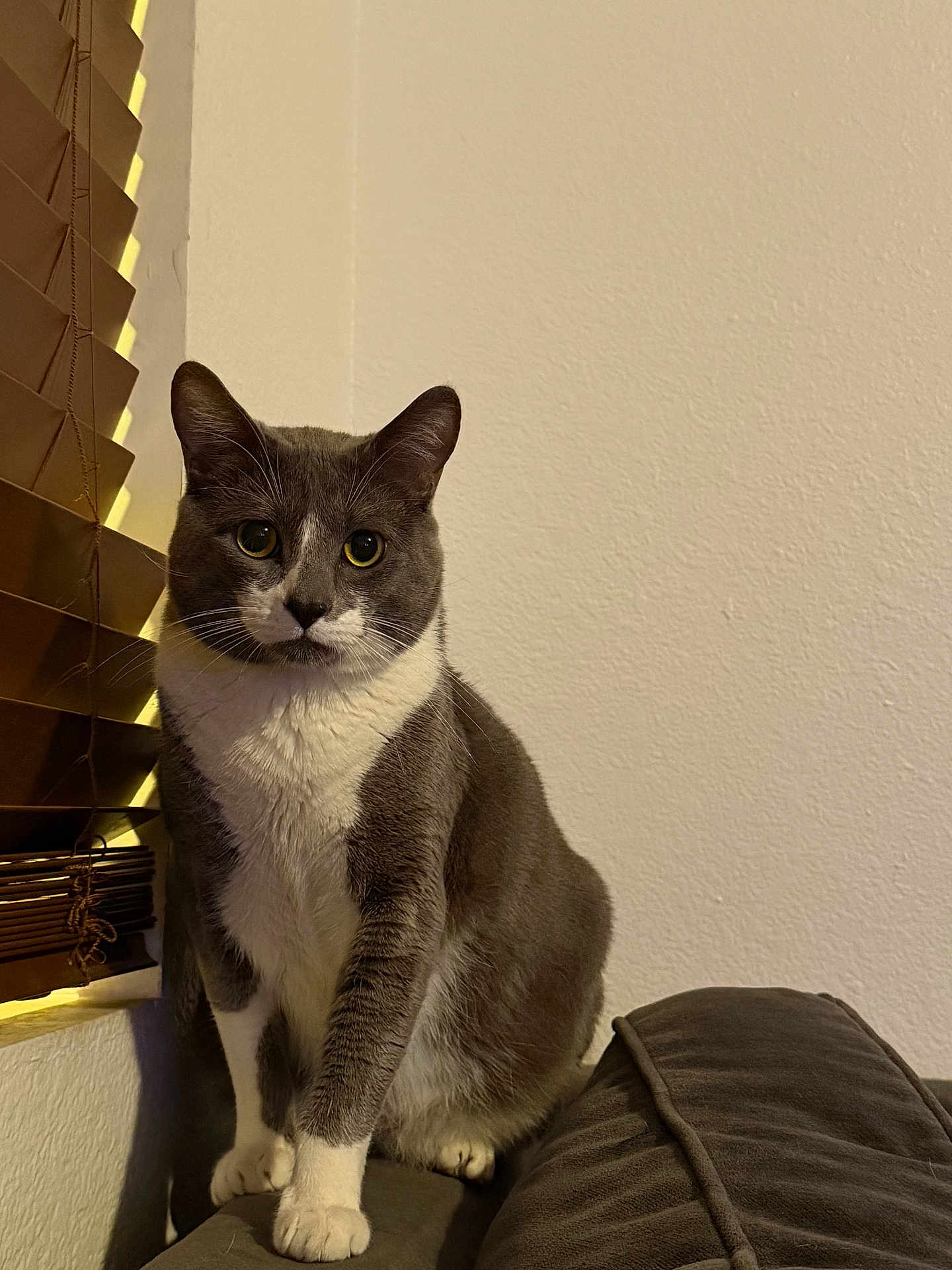 Baby joined the competition — help win amazing prizes! cat, gray_cat, white_cat, pet, indoor, sofa, couch, window_blind, fur, whiskers, animal, sitting, looking, curious, domestic, feline, cozy, home, portrait, furniture